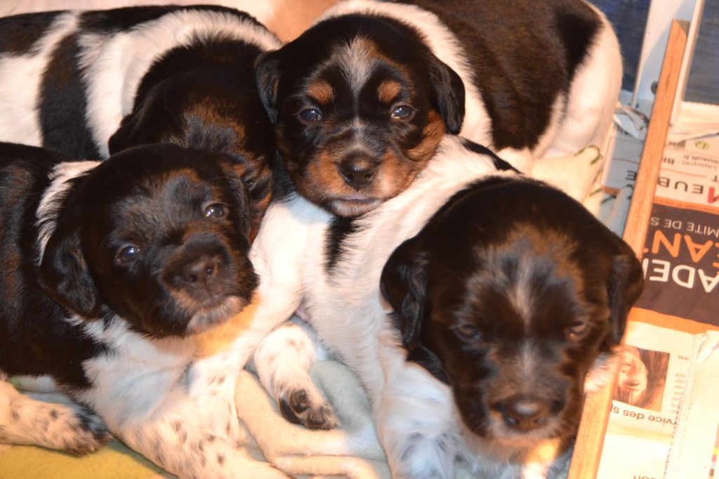 naissance de 7 chiots